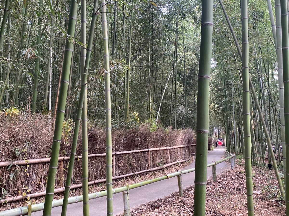 【１２月７日(日) 京都嵐山・大覚寺】
嵯峨野で有名な竹林の路とお庭が綺麗...