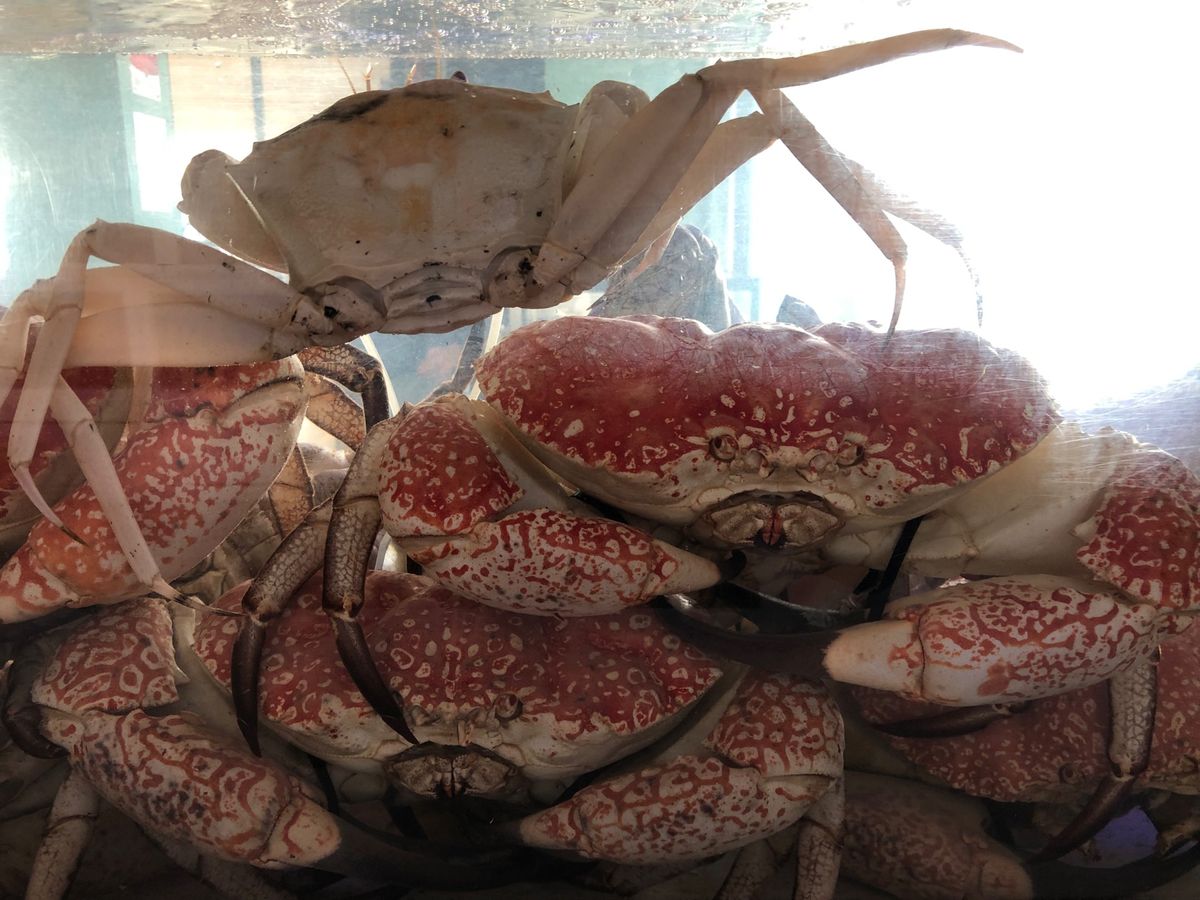 Sydney Fish Market🐟