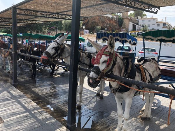 スペイン・バルセロナ「Spain周遊, 半分一人旅」の写真：Mijas🇪🇸
