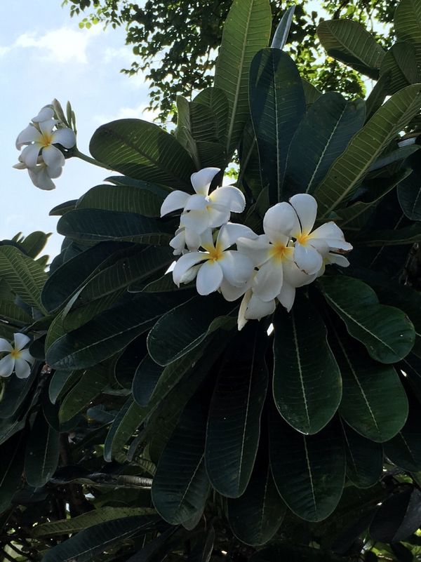 タイ・バンコク「Thailand」の写真