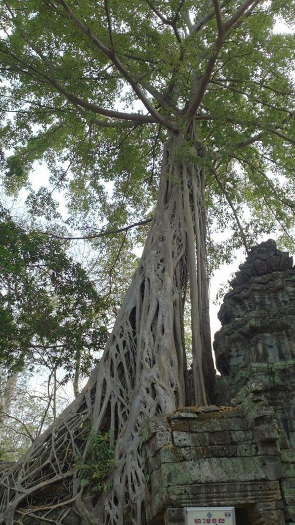 カンボジア・シェムリアップ「Cambodia, 卒業旅行2」の写真