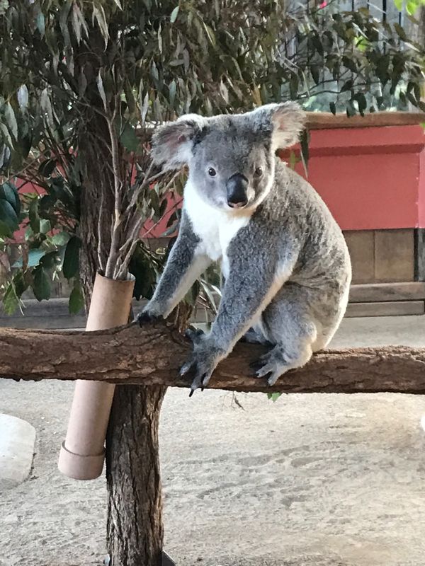 オーストラリア連邦・ゴールドコースト「ブリスベンへの旅行」の写真