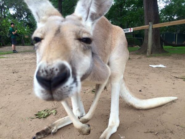 オーストラリア連邦・ブリスベン「ブリスベンへの旅行」の写真