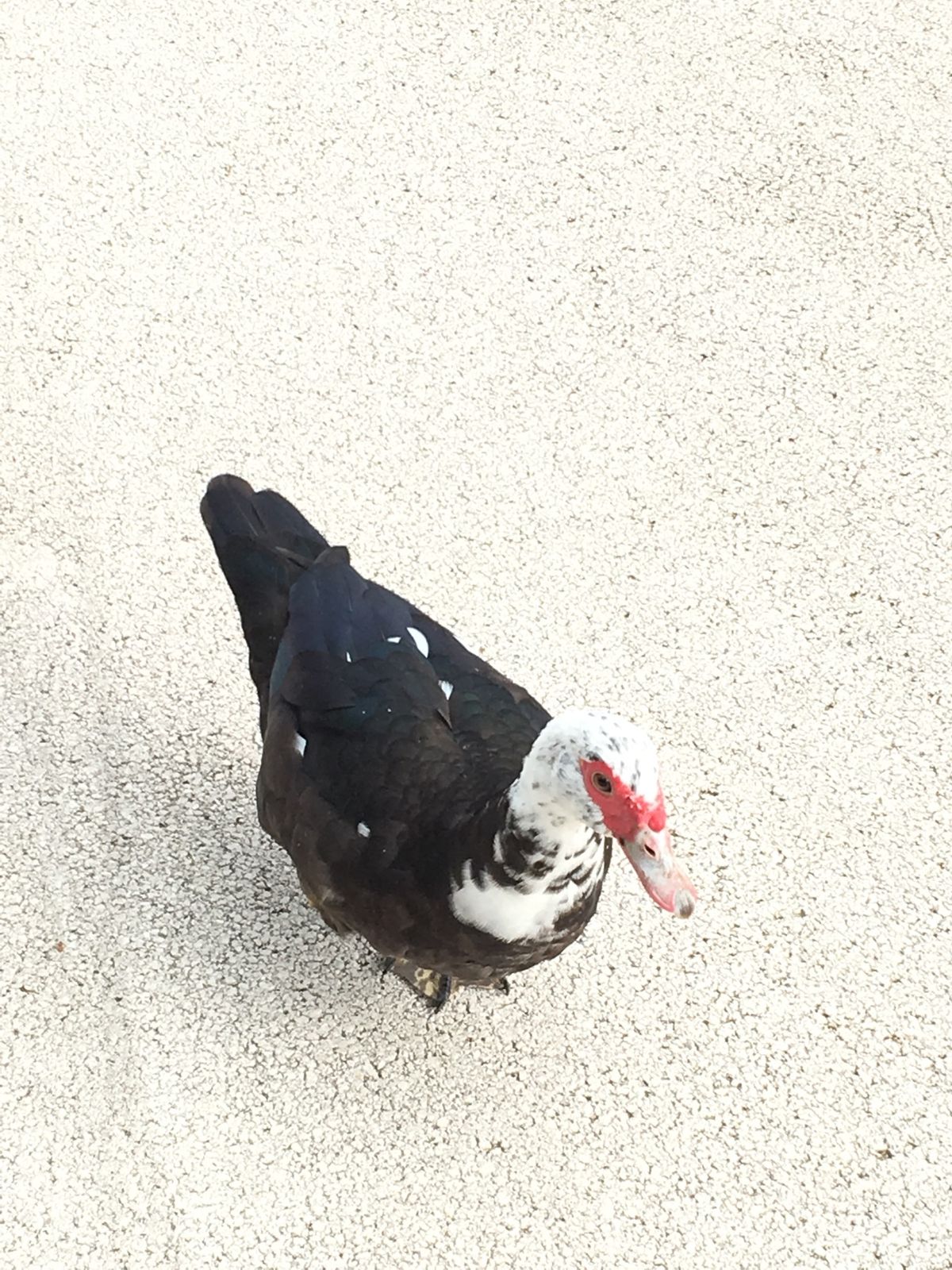 首里城見れてよかった。
1日も早い復興をお祈りしてます…！！