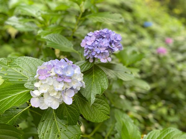 日本・鎌倉「鎌倉への旅行」の写真