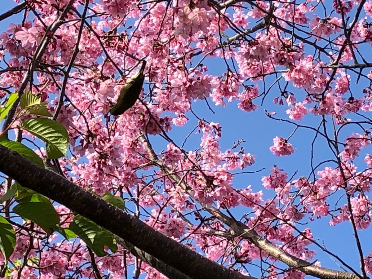 桜にメジロが♪
うなぎ美味しかった、大好きです💕