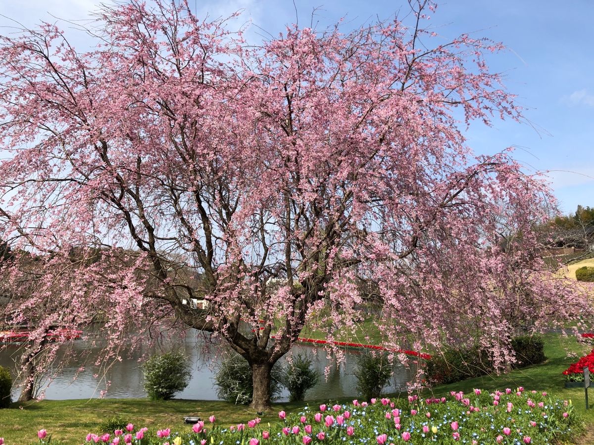 桜にメジロが♪
うなぎ美味しかった、大好きです💕