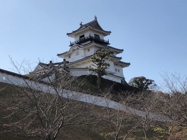日本・静岡県「100名城」の写真：桜にメジロが♪
うなぎ美味しかった、大好...