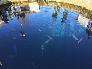 浅間茶屋
忍野八海
沼津深海水族館