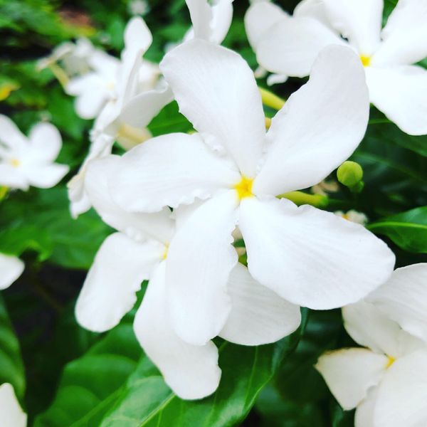 アメリカ(米国)・ホノルル「ハワイ一人旅」の写真