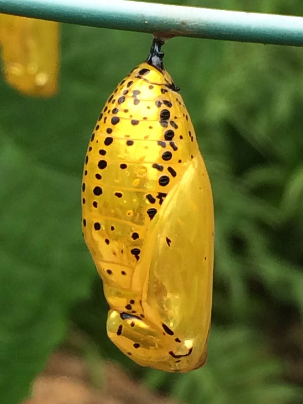 1日目
✈️羽田-石垣　⛴大原　🐂由布島