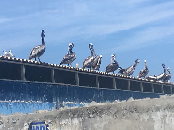 ボリビア多民族国・ラパス「高山病と日焼けに悩まされたペルーボリビアの旅」の写真：ピスコにいたペリカン🦤