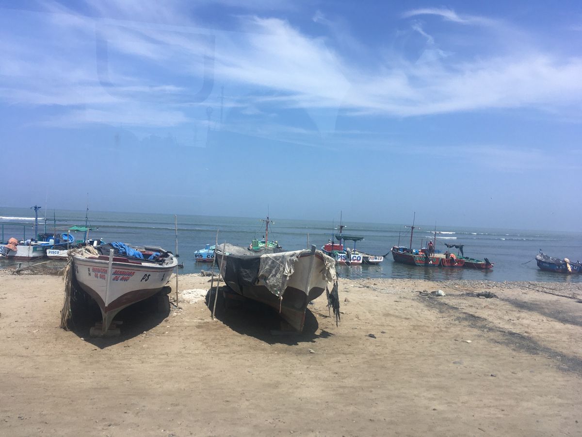 ピスコにいたペリカン🦤