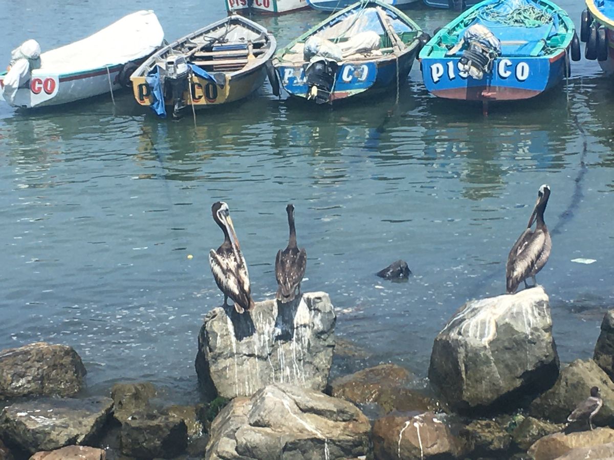 ピスコにいたペリカン🦤