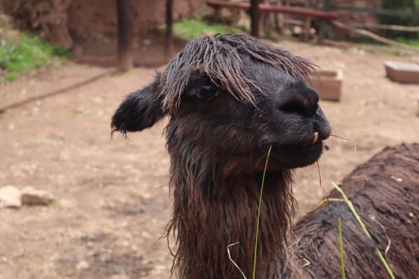 ボリビア多民族国・ラパス「高山病と日焼けに悩まされたペルーボリビアの旅」の写真：ミニ動物園と染料してるとこ