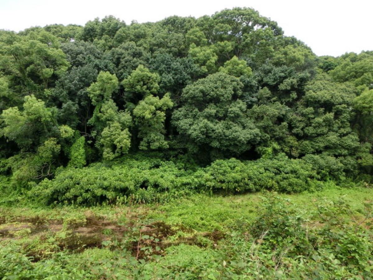 1枚目は鍋塚古墳、2枚目は允恭天皇陵(市野山)古墳、3枚目は仲姫命陵(仲津...