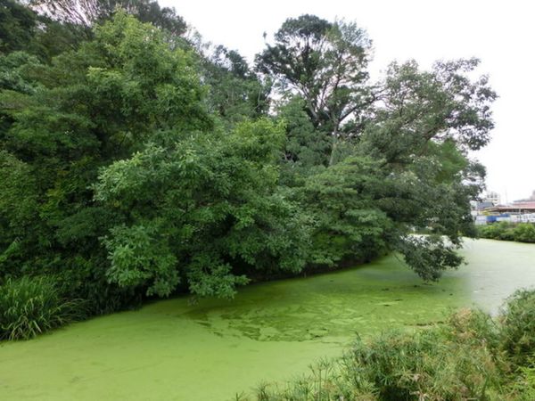 日本「世界遺産「百舌鳥・古市古墳群-古代日本の墳墓群-：古市エリア」」の写真：1枚目は墓山古墳、2枚目は野中古墳、3枚目は向墓...