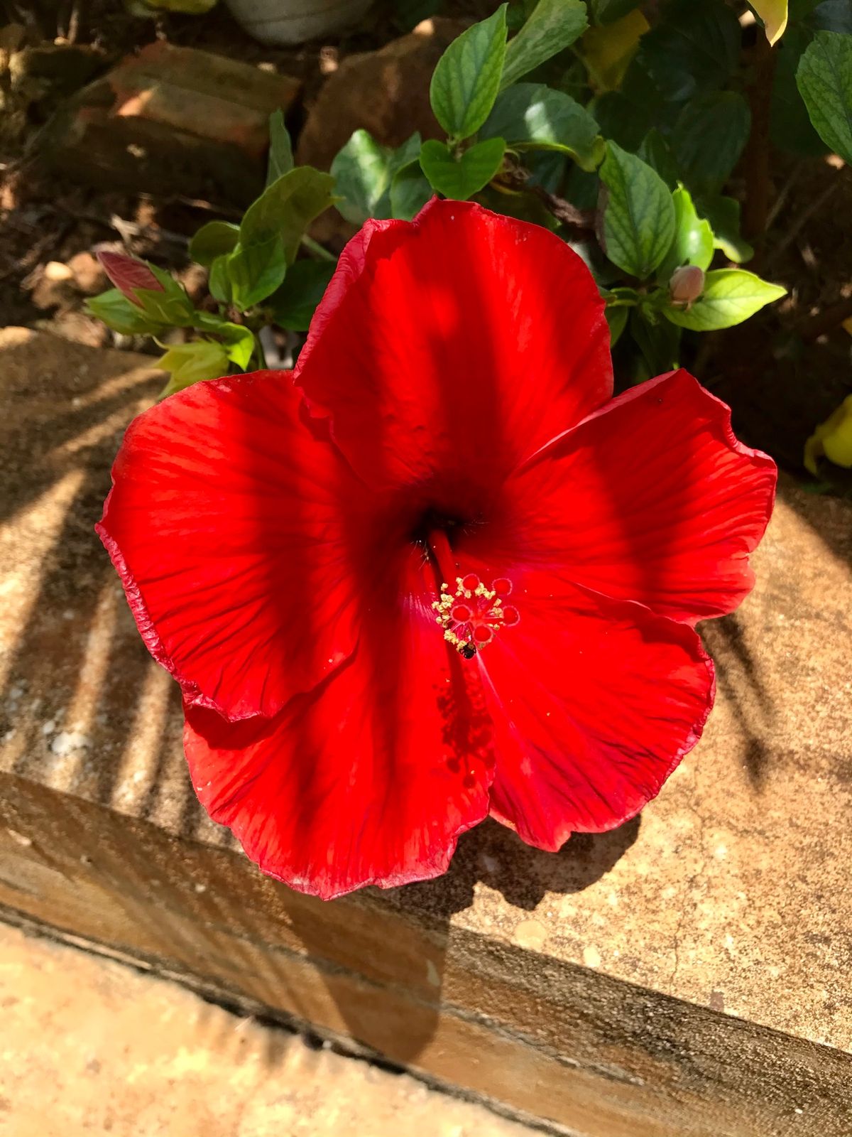 Sao Beach
東海岸の人気ビーチ🏖
フーコックの海は鮮やかなマリンブ...