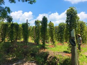 Pepper Farm Phu Quoc
フーコックは胡椒の産地。
この農...