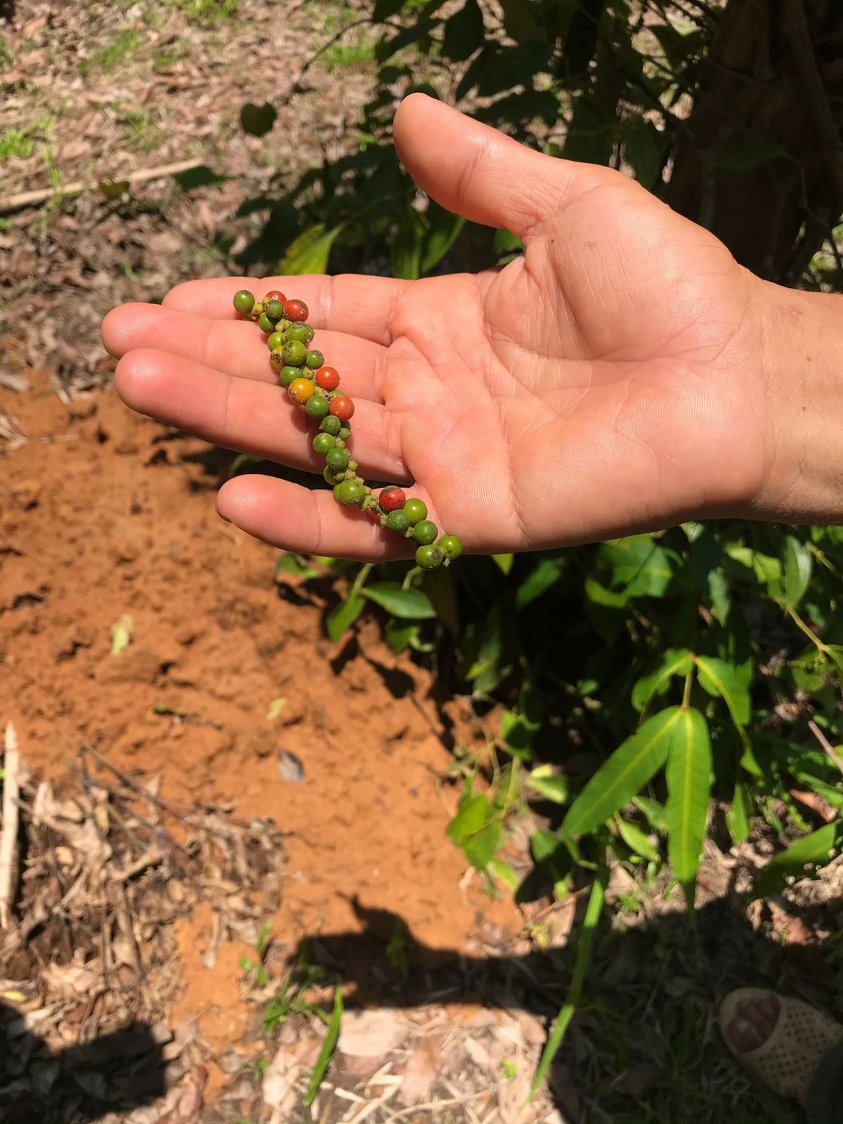 Pepper Farm Phu Quoc
フーコックは胡椒の産地。
この農...