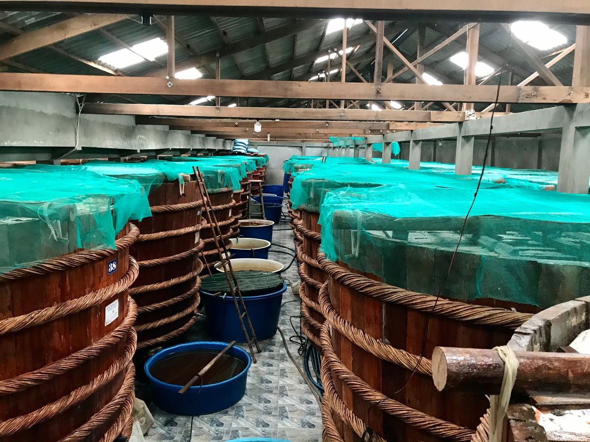 Fish sauce factory
フーコック島の中央部にあった魚醤製造...
