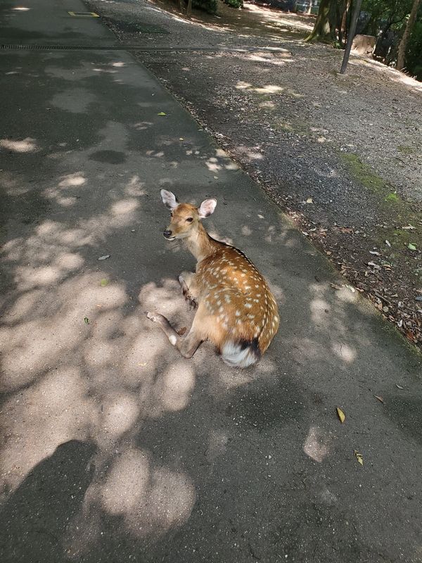 日本・奈良県「奈良夫婦旅」の写真