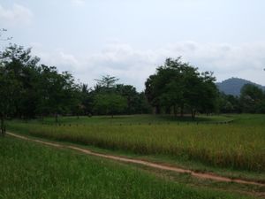 バンテアイ・スレイ遺跡周辺　日本の農村みたい
あとはアンコール遺跡で見かけた花