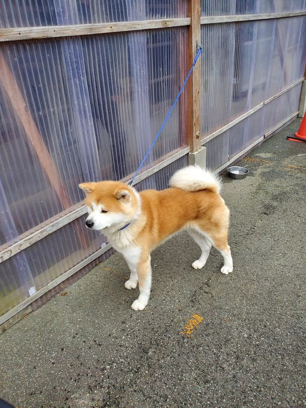 日本・秋田県「秋田」の写真