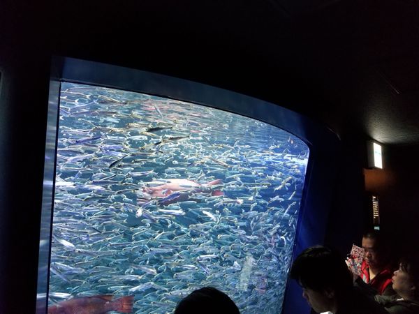 日本・千葉県「ディズニー及び池袋」の写真