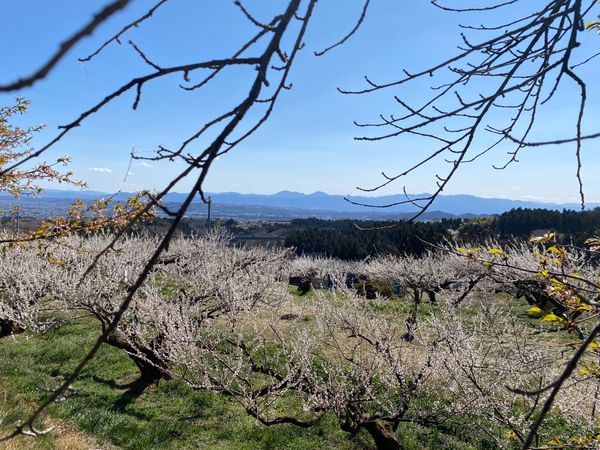 日本・群馬県「箕郷梅林、榛名神社」の写真
