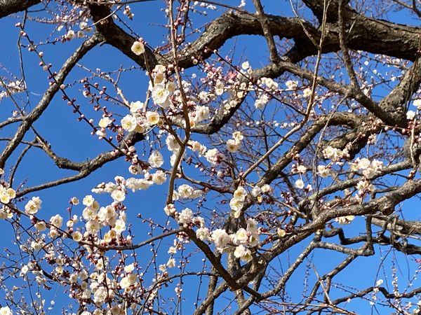 日本・茨城県「偕楽園」の写真