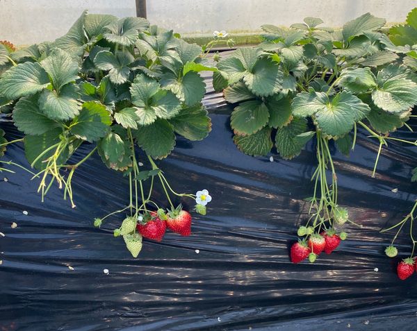 日本・栃木県「いちご狩り」の写真