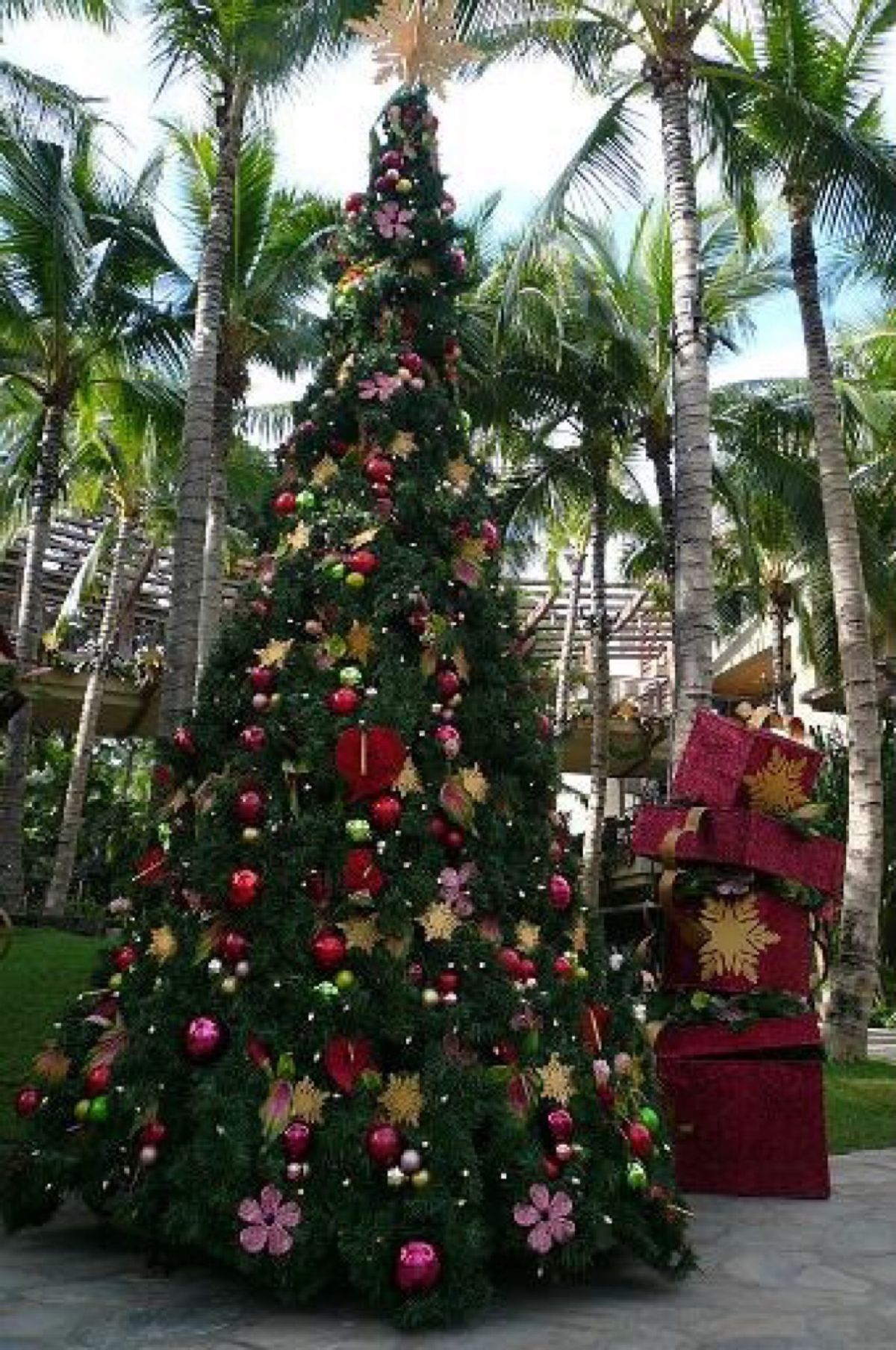 ★7日目

ロイヤルハワイアン前を通ったら、クリスマスツリーがお目見えして...