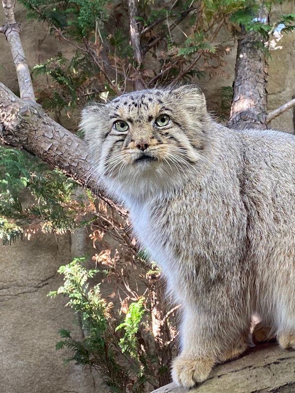 日本・栃木県「那須どうぶつ王国」の写真