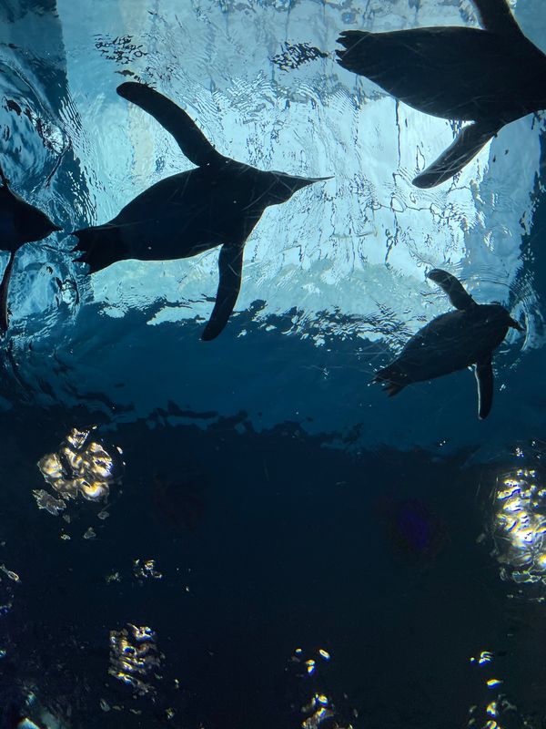 日本・山口県「山口一周」の写真