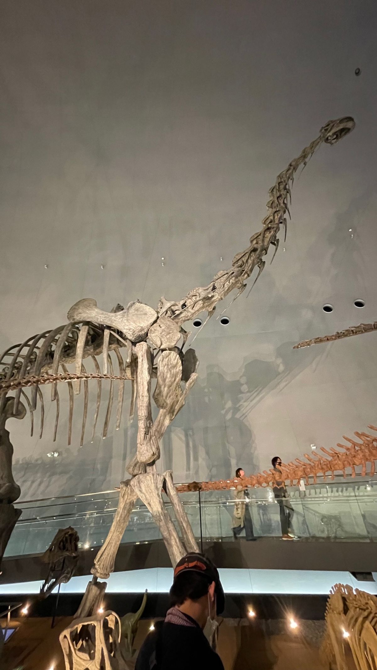 国立科学博物館の恐竜は動かないから行かない（行ったことない）と言っていたの...