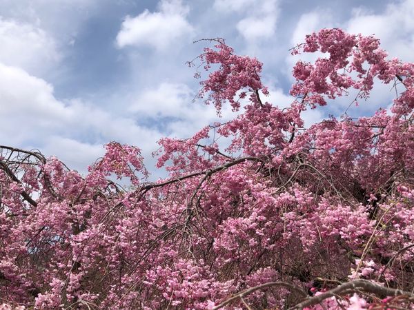 日本・箱根「箱根」の写真：大涌谷からの壮大な富士山。
おしゃれなお...