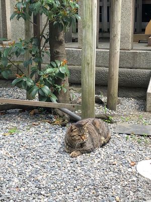 社殿の写真撮り忘れた。でも猫の写真は撮れたよ。希育に似てる子がいてびっくりした