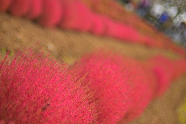 日本・岐阜県「牧歌の里 コキア」の写真