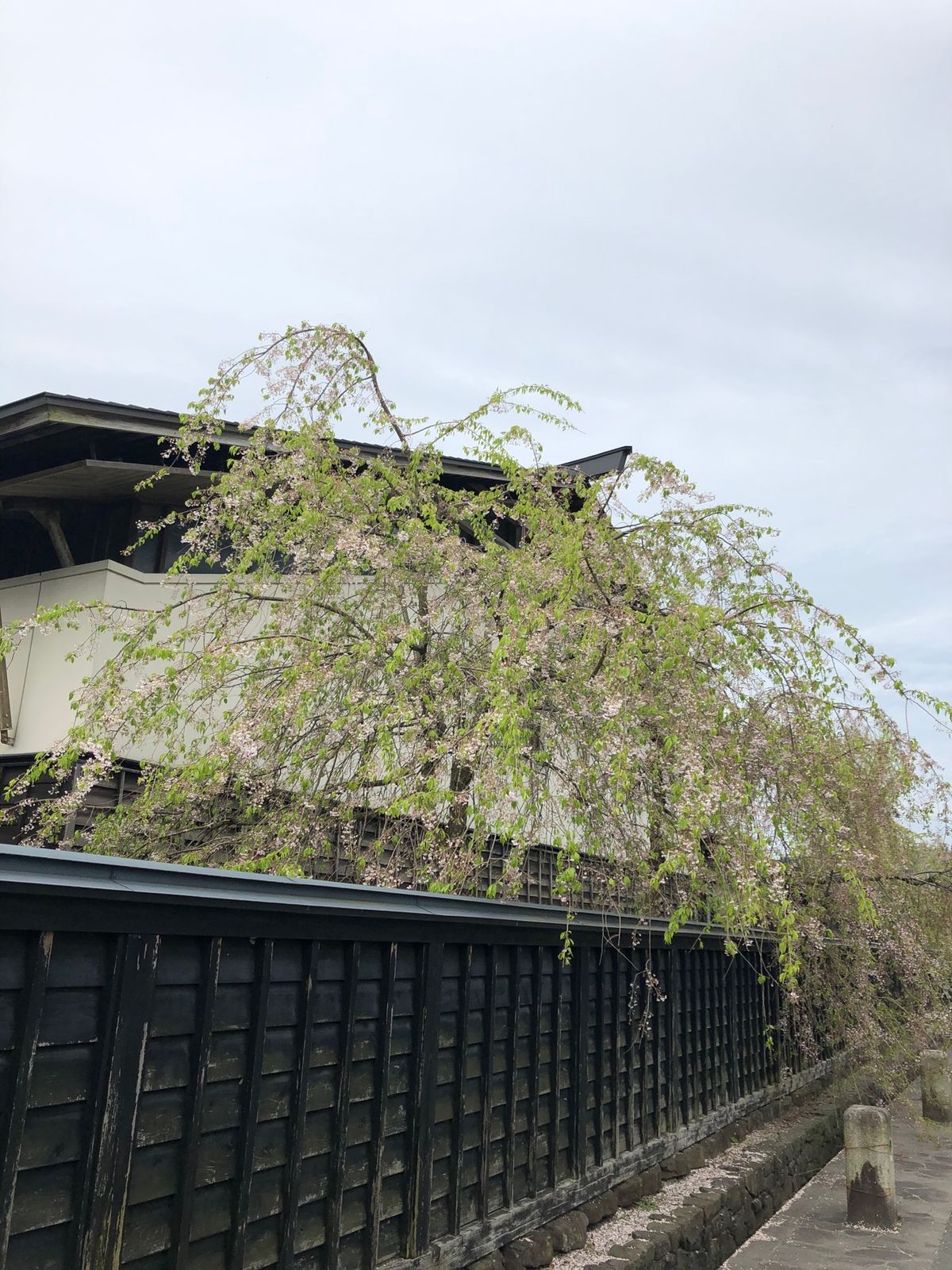 角館へ
今年は桜が早かったようで、すでに葉桜🌸
桜の季節に行ってみたいなぁ。