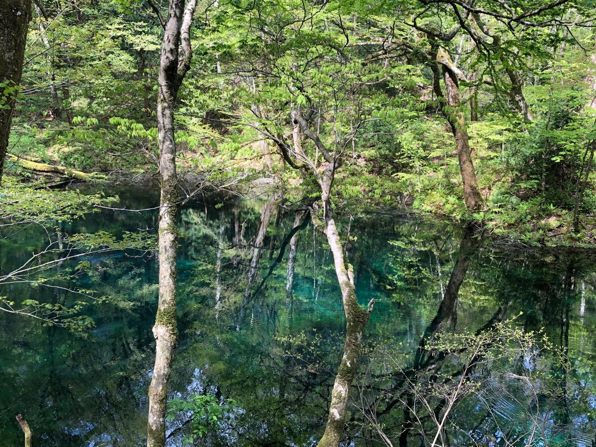 白神山地の青い池へ
青森県まで足を伸ばしました🚗