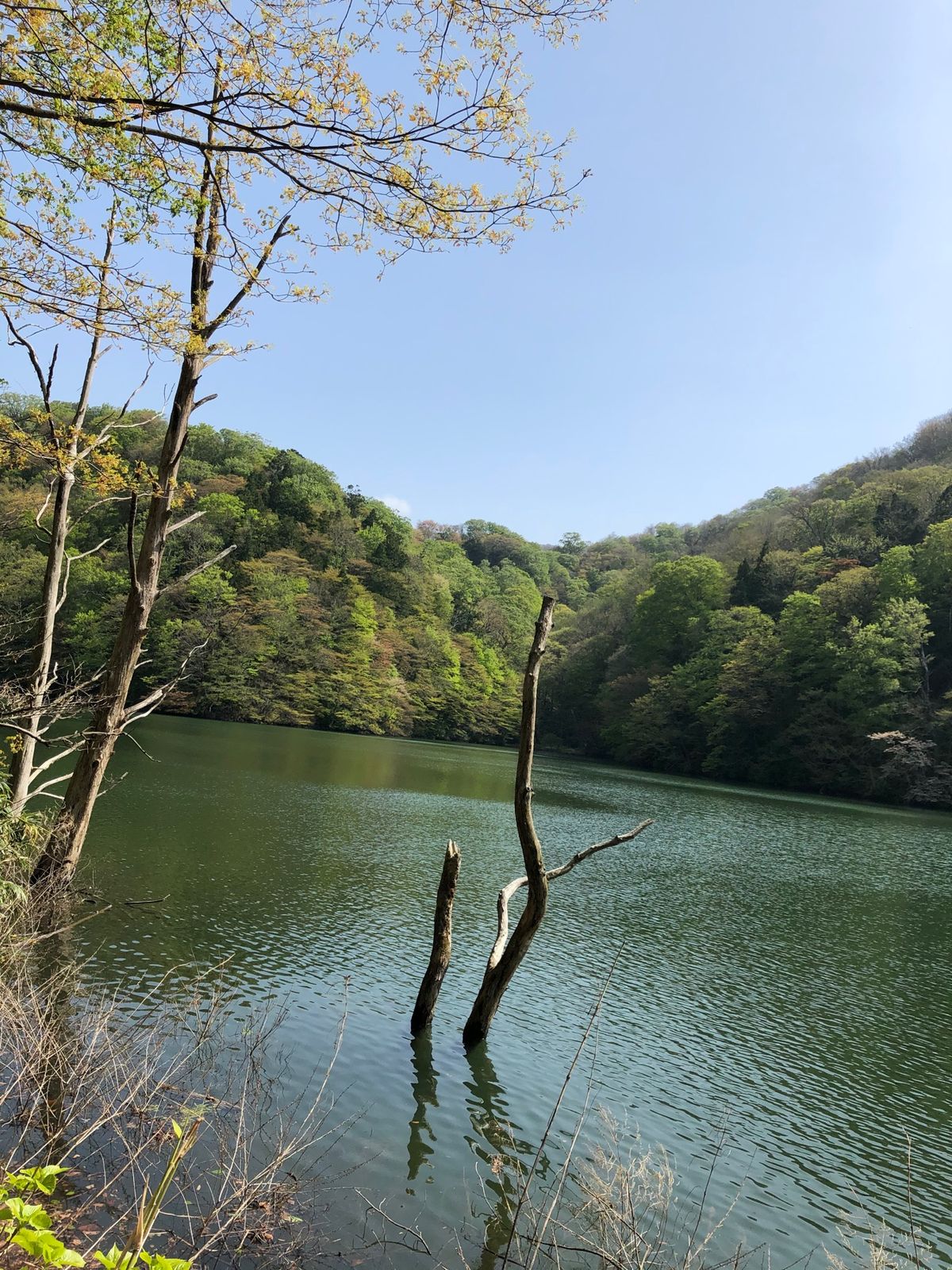 白神山地の青い池へ
青森県まで足を伸ばしました🚗