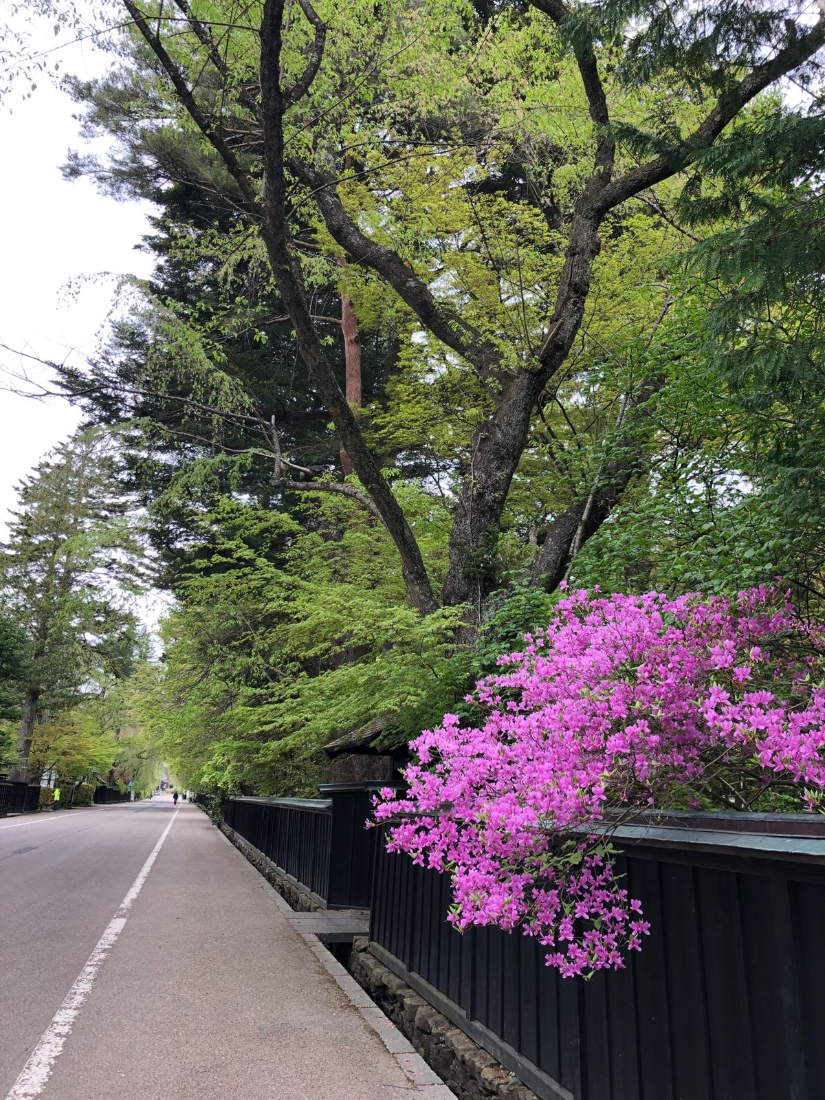 角館へ
今年は桜が早かったようで、すでに葉桜🌸
桜の季節に行ってみたいなぁ。
