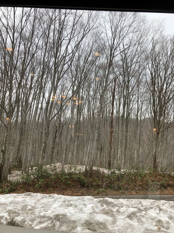 日本・田沢湖「21年5月　秋田県の旅」の写真：乳頭温泉郷まで
まだ雪が残っててびっくり