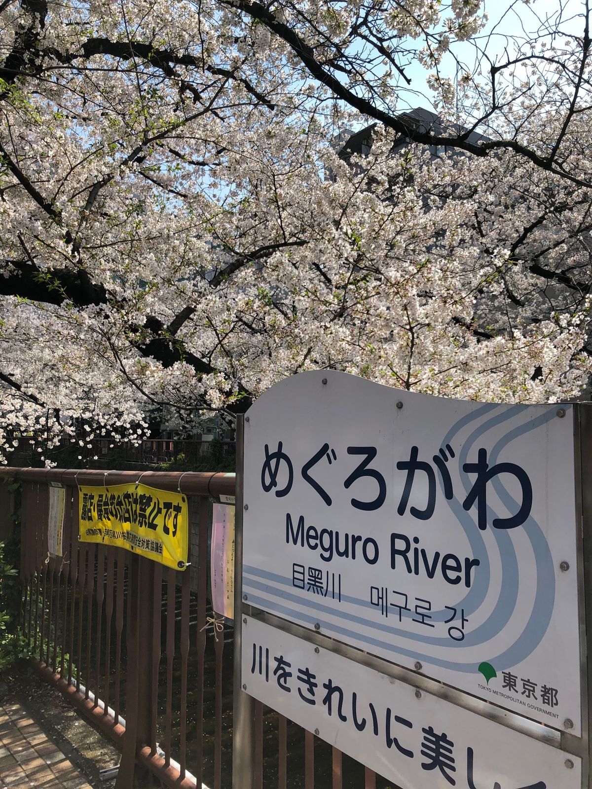 目黒川の桜🌸