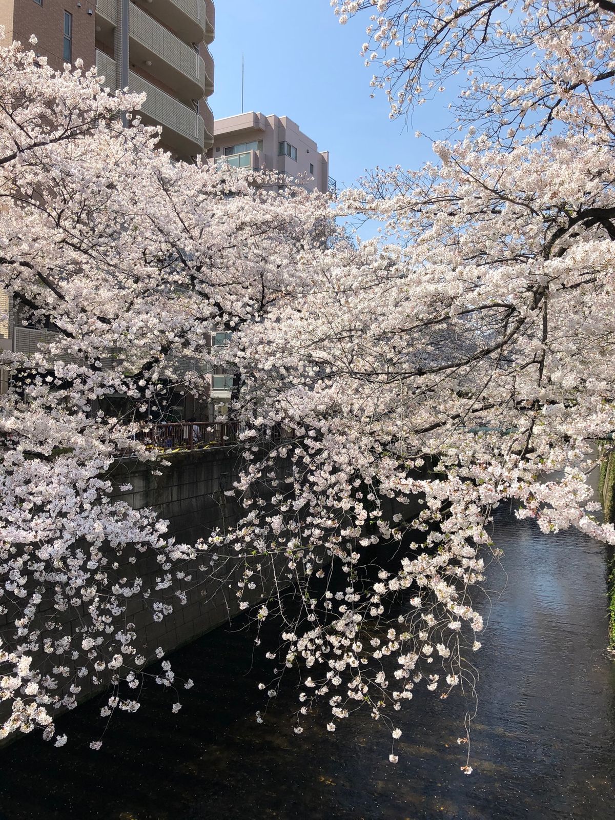 目黒川の桜🌸