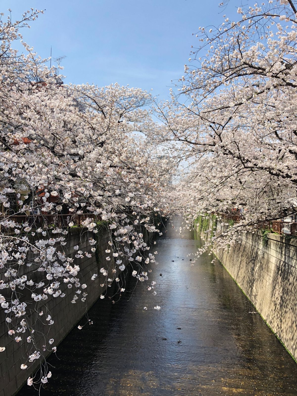 目黒川の桜🌸