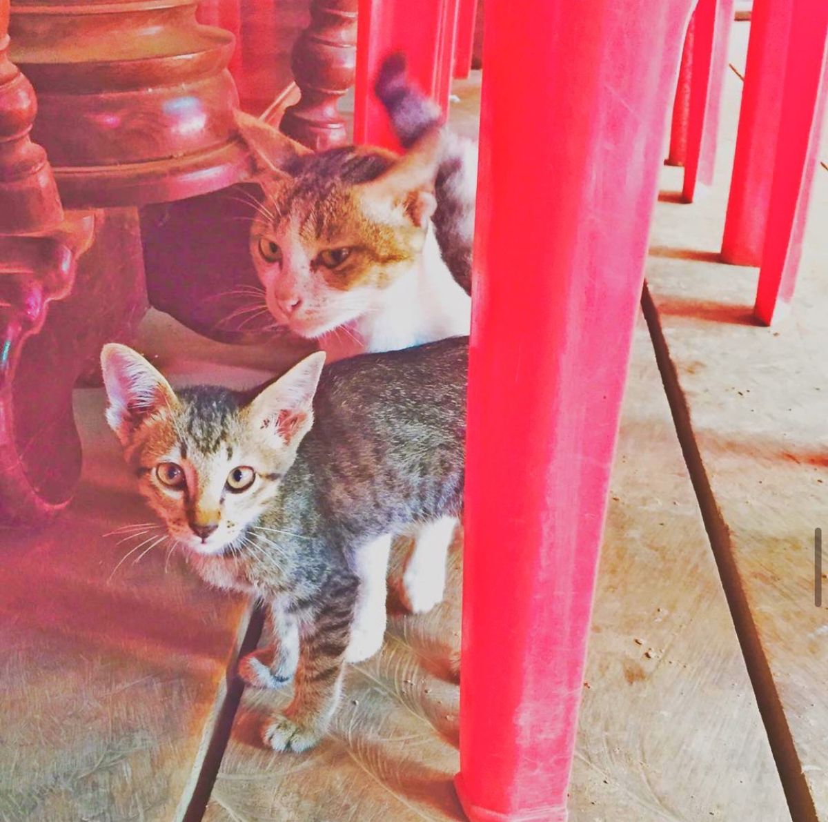 21st Nov. 2016 pic📷

カンボジアにゃんこ🐈🐈💕


こ...