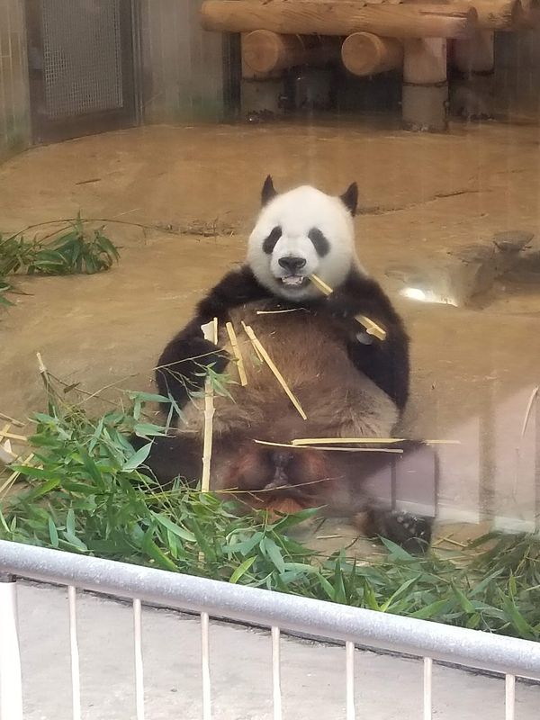 日本・東京都「お台場&上野動物園」の写真：上野動物園