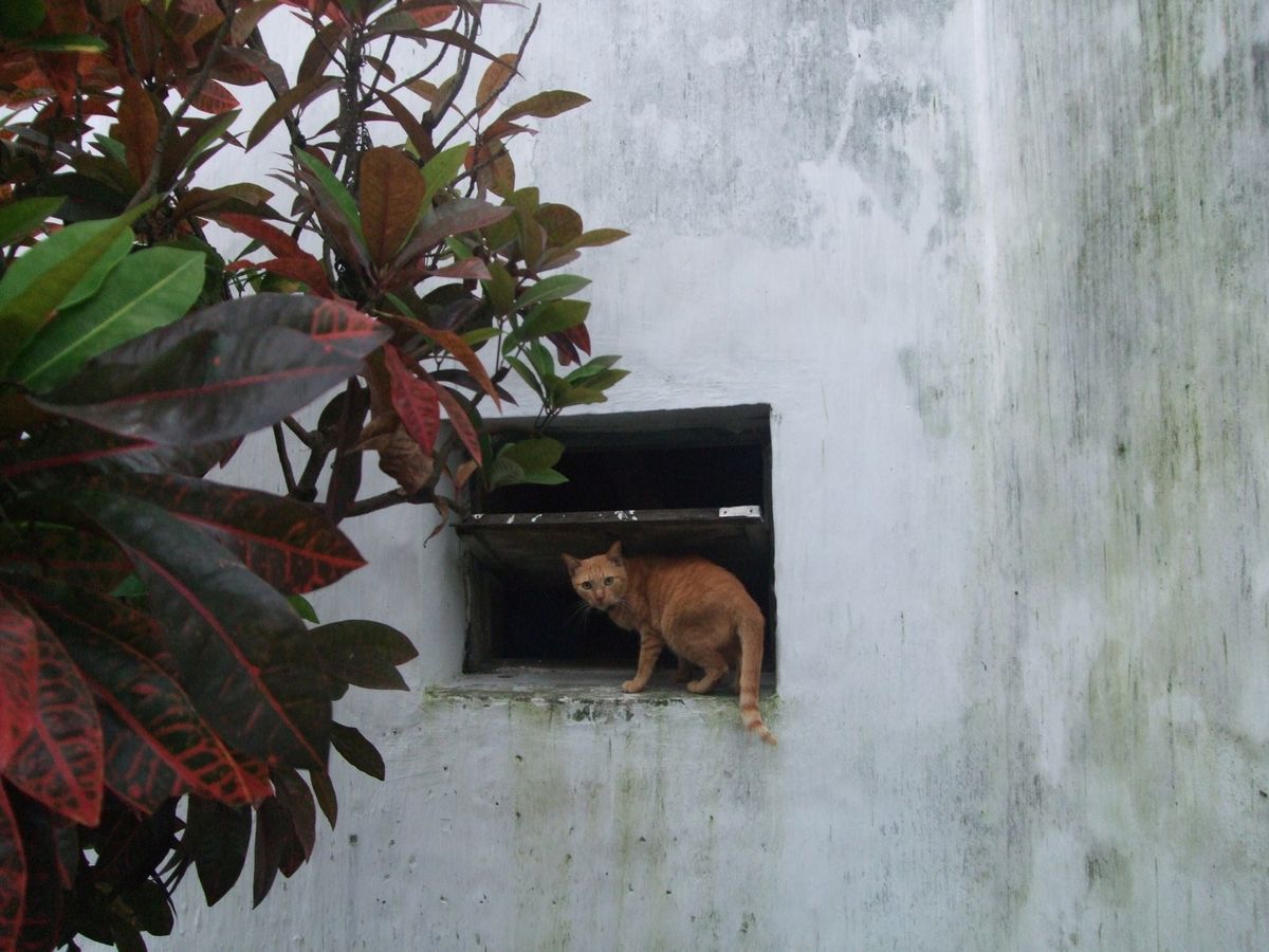ホイアン旧市街　福建会館
ジャングルみたいな木が面白い
植木鉢でおトイレし...